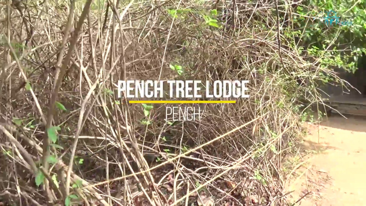Pench Tree Lodge   Cottage