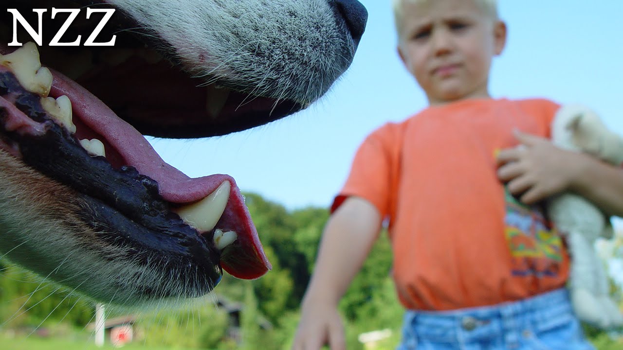 Mit Hunden richtig umgehen: Keine Angst vor dem Hund - Dokumentation von NZZ Format (2005)