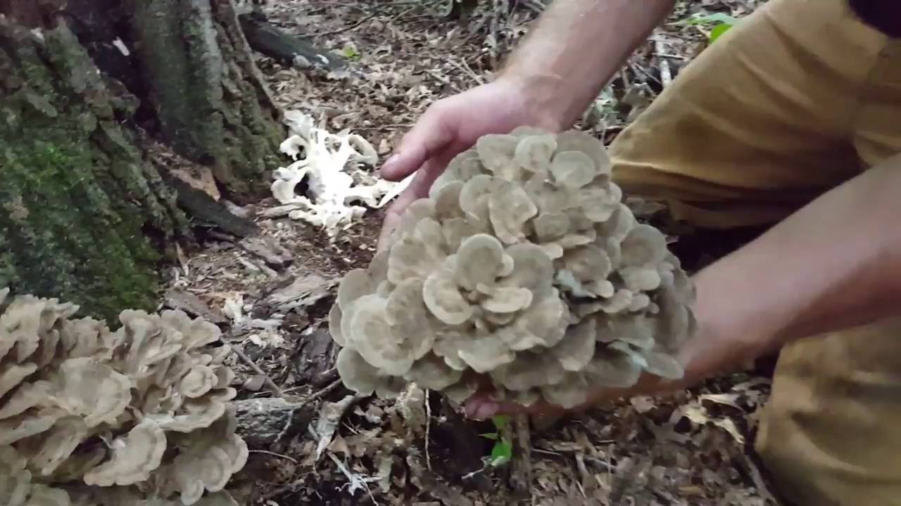 Hen of the woods foraging 2016 in Minnesota 