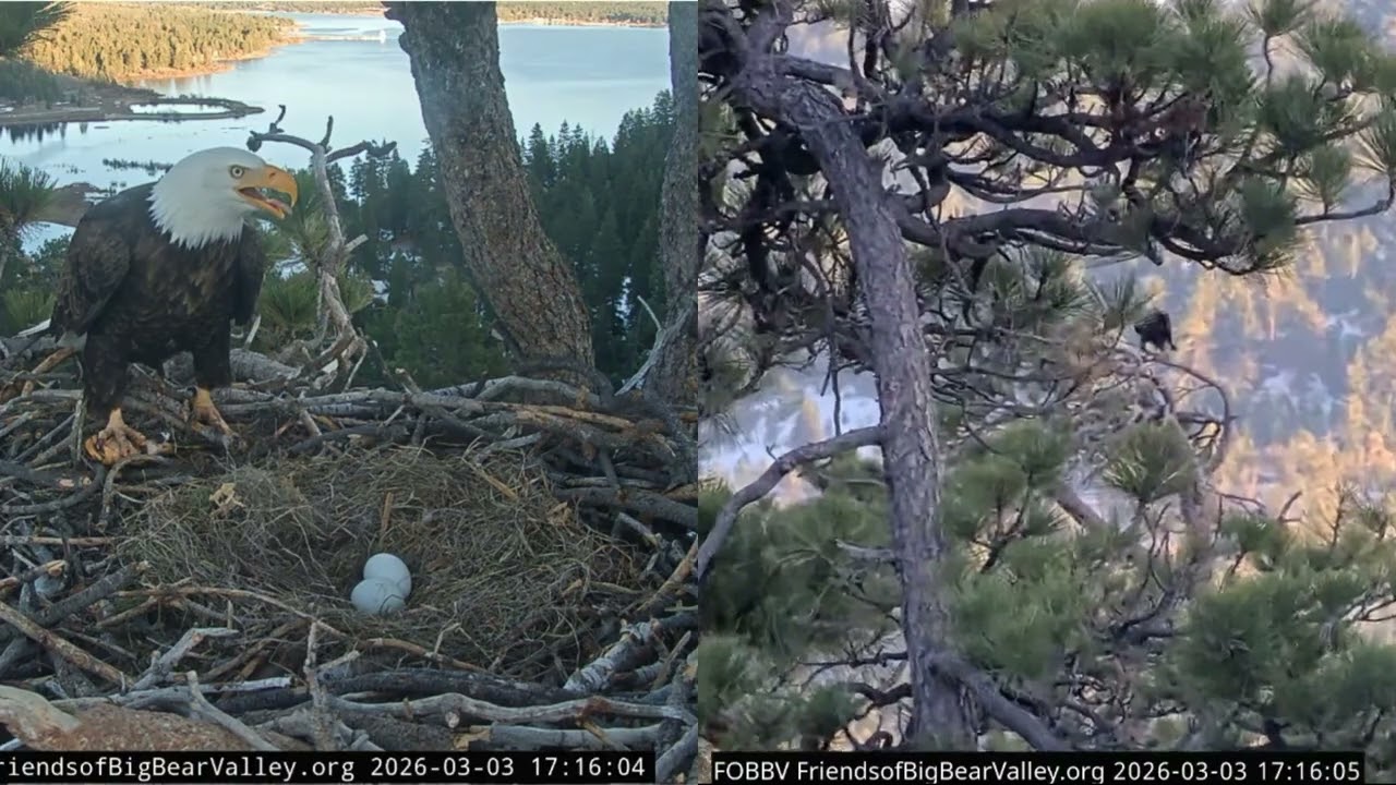 Mating, Shadow brings a fish, long conversation between Shadow and Jackie 03.03.2026 @FOBBVCAM