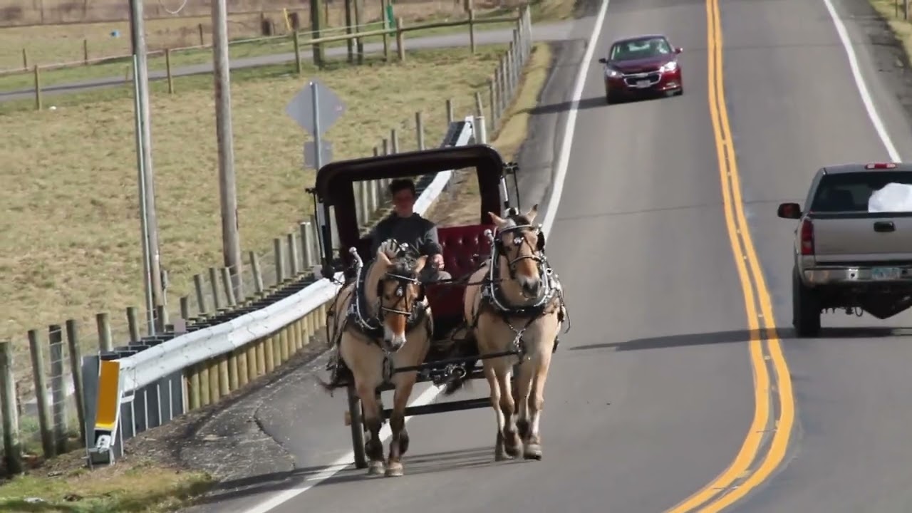 Matched Fjord Geldings - Randy & Sambo