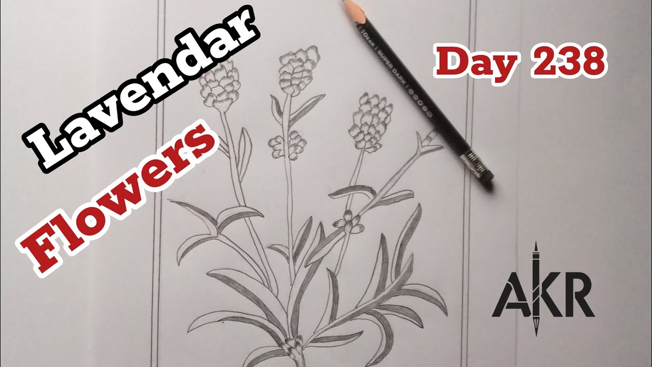 flower sketch ll Levender ll day 238/365  #sketch #flower #shorts