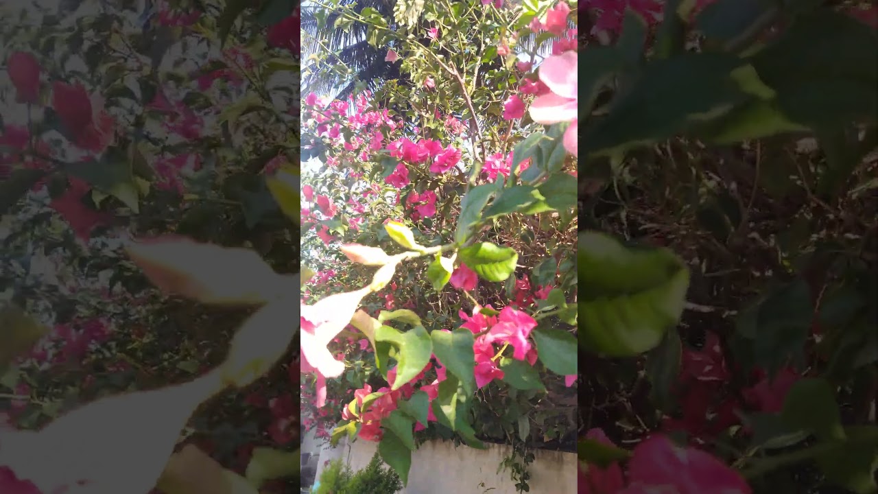 #minivlog #assam #song #reels #bangalore #city #travel #morning #folwarr