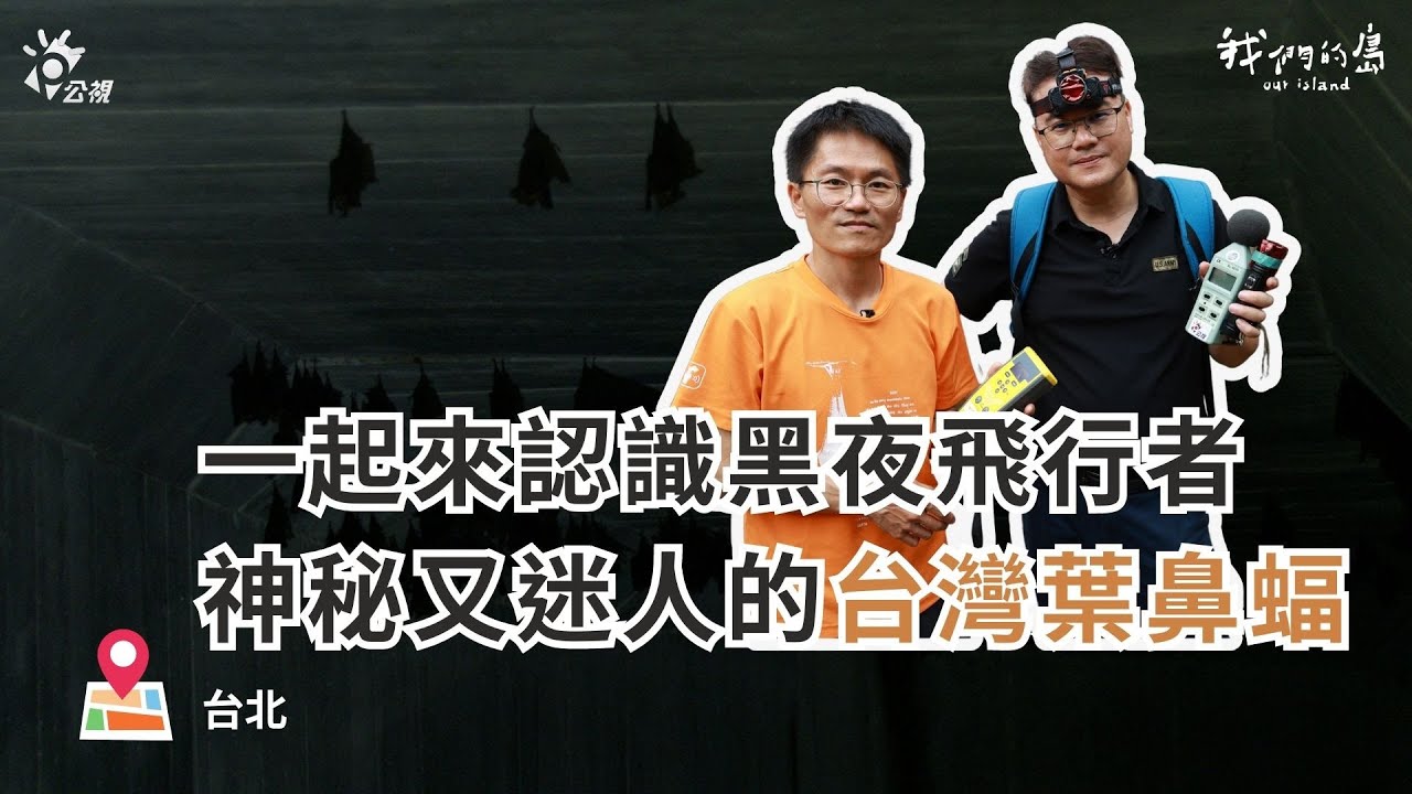 黑夜飛行者！神秘又迷人的台灣葉鼻蝠｜ft.台北市蝙蝠保育學會 毛球老師｜聰到現場 EP.2 公視我們的島