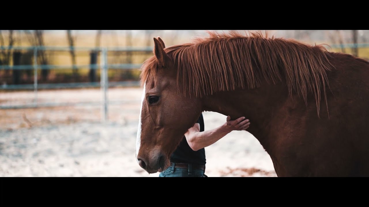 Accademia Equestri: cavalli e cavalieri verso il binomio perfetto💚