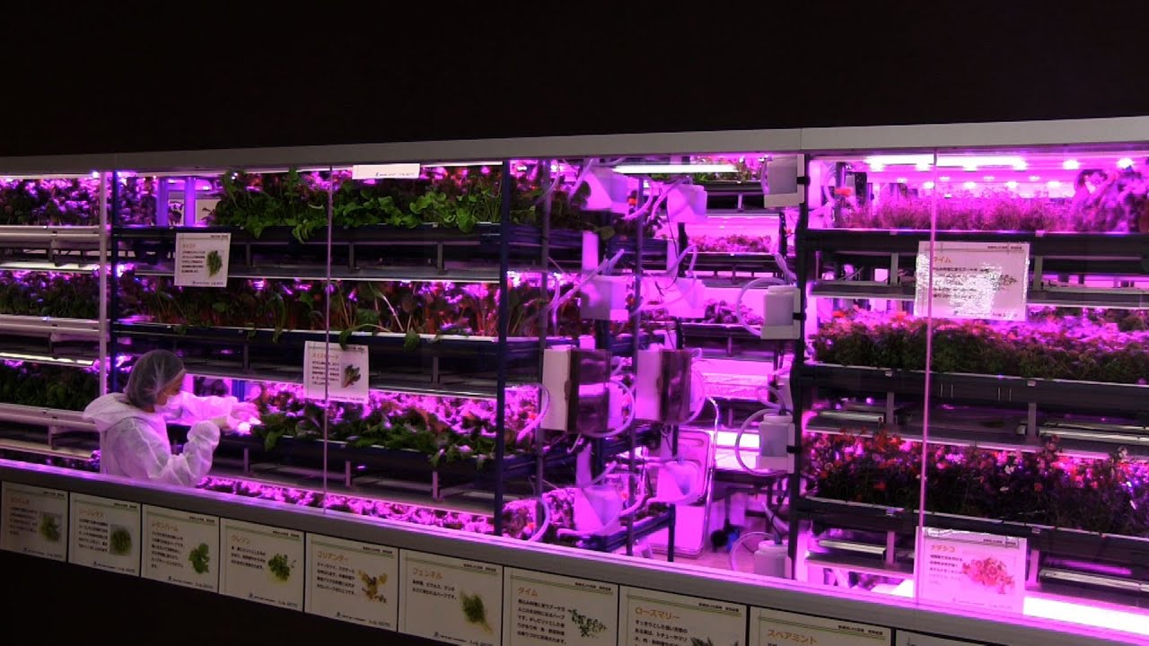 Urban Vegetable Garden System with LED Lighting  