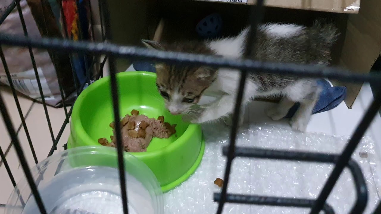 Kitten trying to escape cage