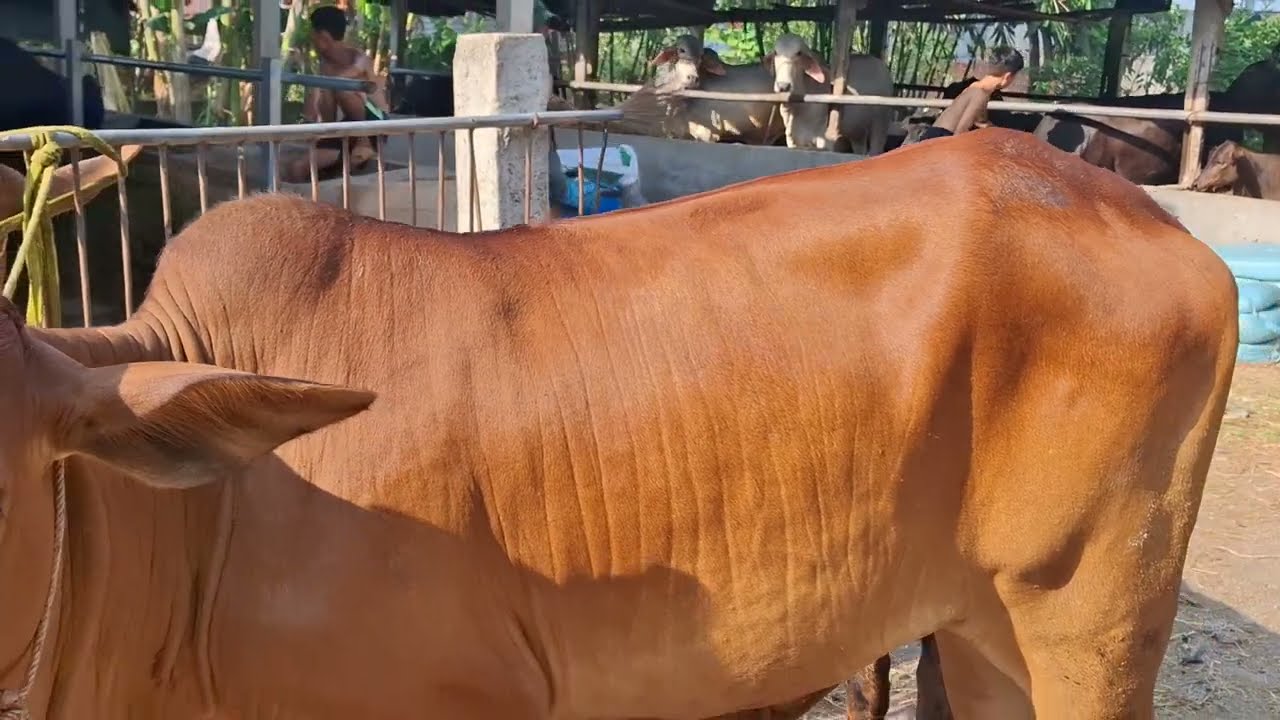 15/3 cái sin tơ chửa .cặp cái sin .đực sin.3b 0984384995