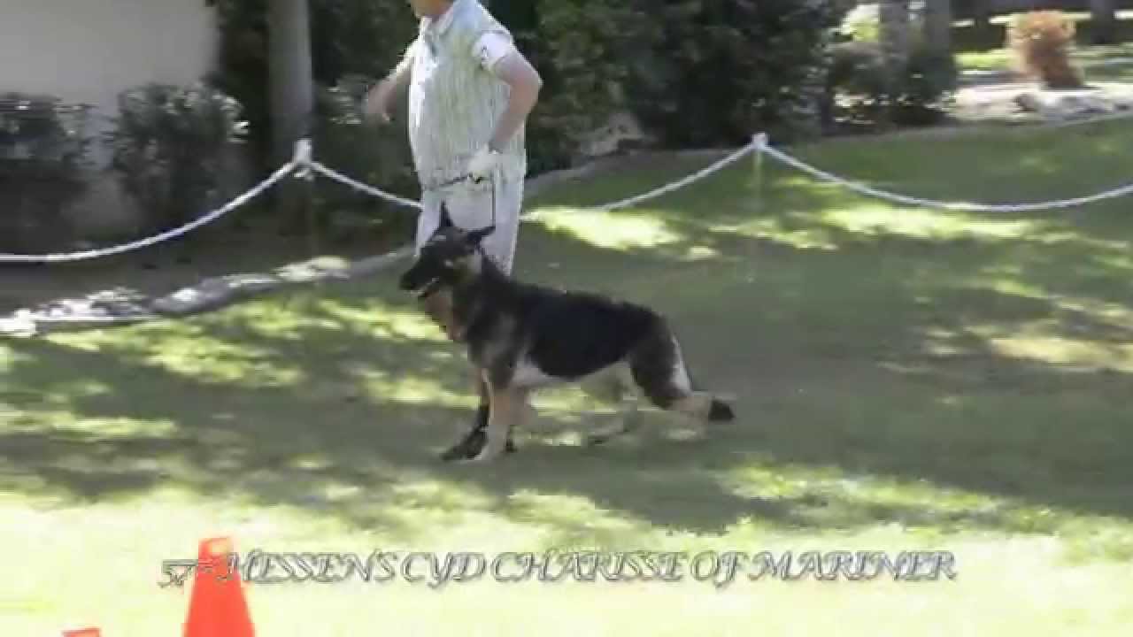 Novice Bitch - German Shepherd Dog