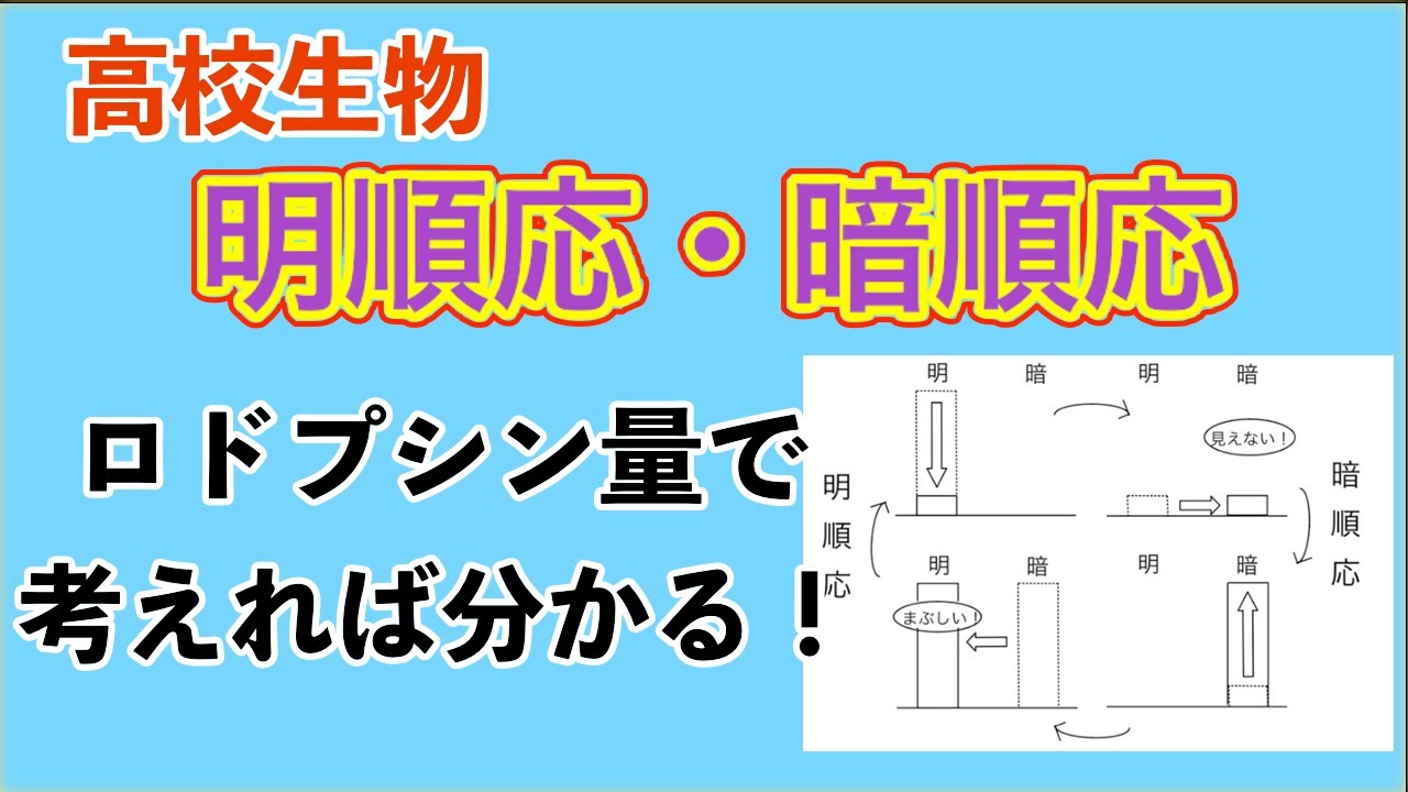 高校生物「明順応・暗順応　まとめ」