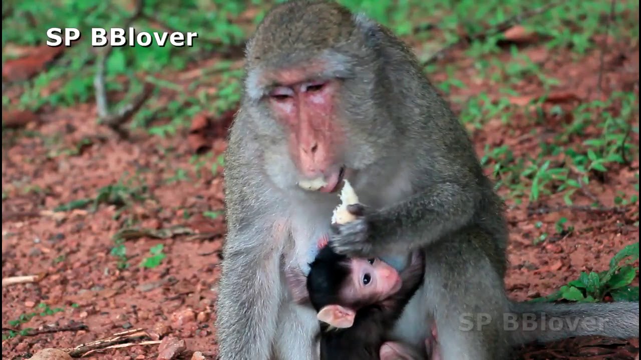 Baby Monkey First Step Walk Amara 10