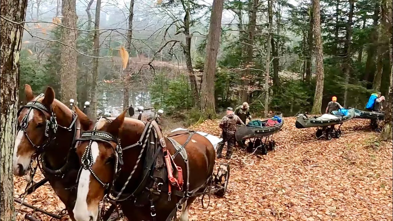 NO VEHICLES ALLOWED!! Draft Horses Pulling Canoes into Adirondack Park for a Week Long Hunting Trip!
