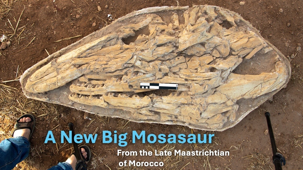 A New Big Mosasaur From Morocco