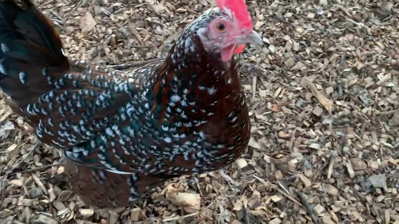 Chicken check-in