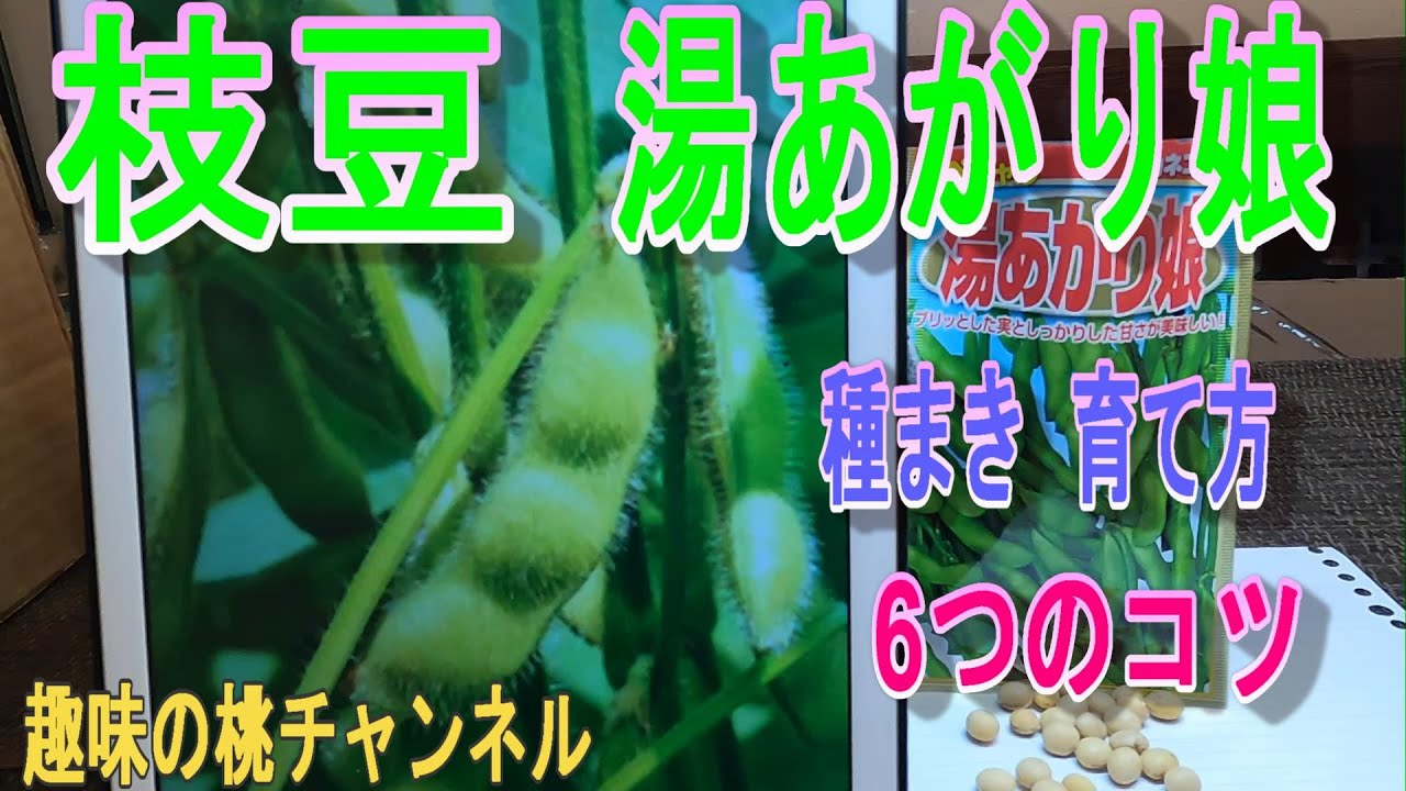 【枝豆　湯あがり娘】　種まき　育て方　6つのコツ　24/5/5