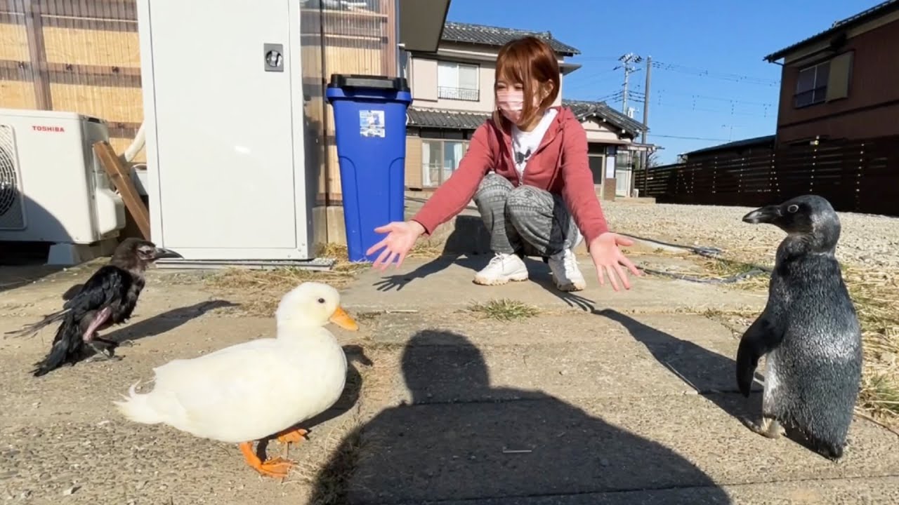 朝から鳥達の集会が始まりました