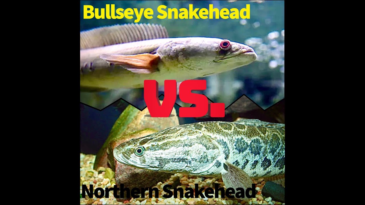Bullseye Snakehead vs Northern Snakehead Battle Royale