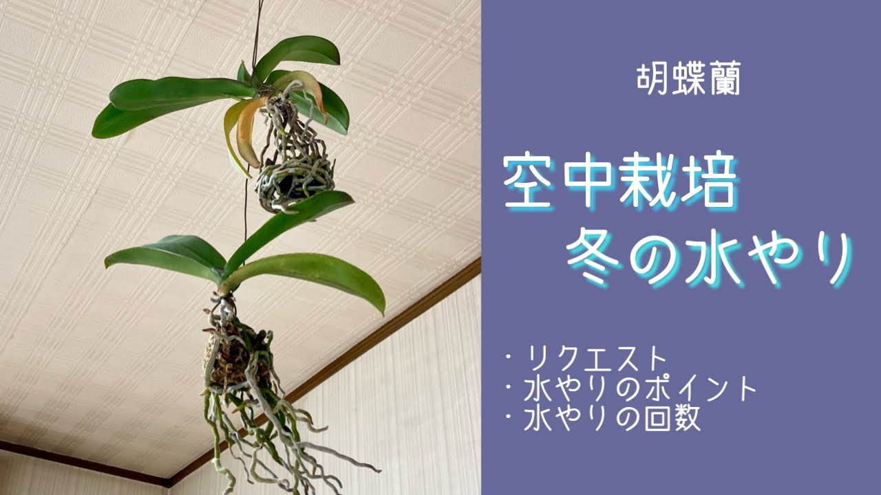 2021年10月29日　【空中栽培】冬の水やり　リクエスト　・スプレーのやり方　・バケツにドボン🪣のやり方　・部屋の温度が低い時の防寒対策　・メネデール　・ベニカＸファインスプレー