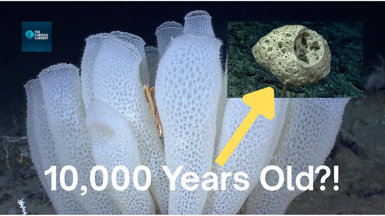 This Deep Sea Sponge is Ancient and Made of Glass | The Curious Current