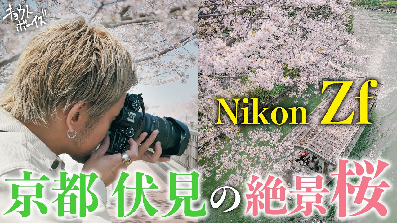 【Nikon Zf】春の京都を撮ろう。地元の桜を撮って懐かしいエモさを感じよう