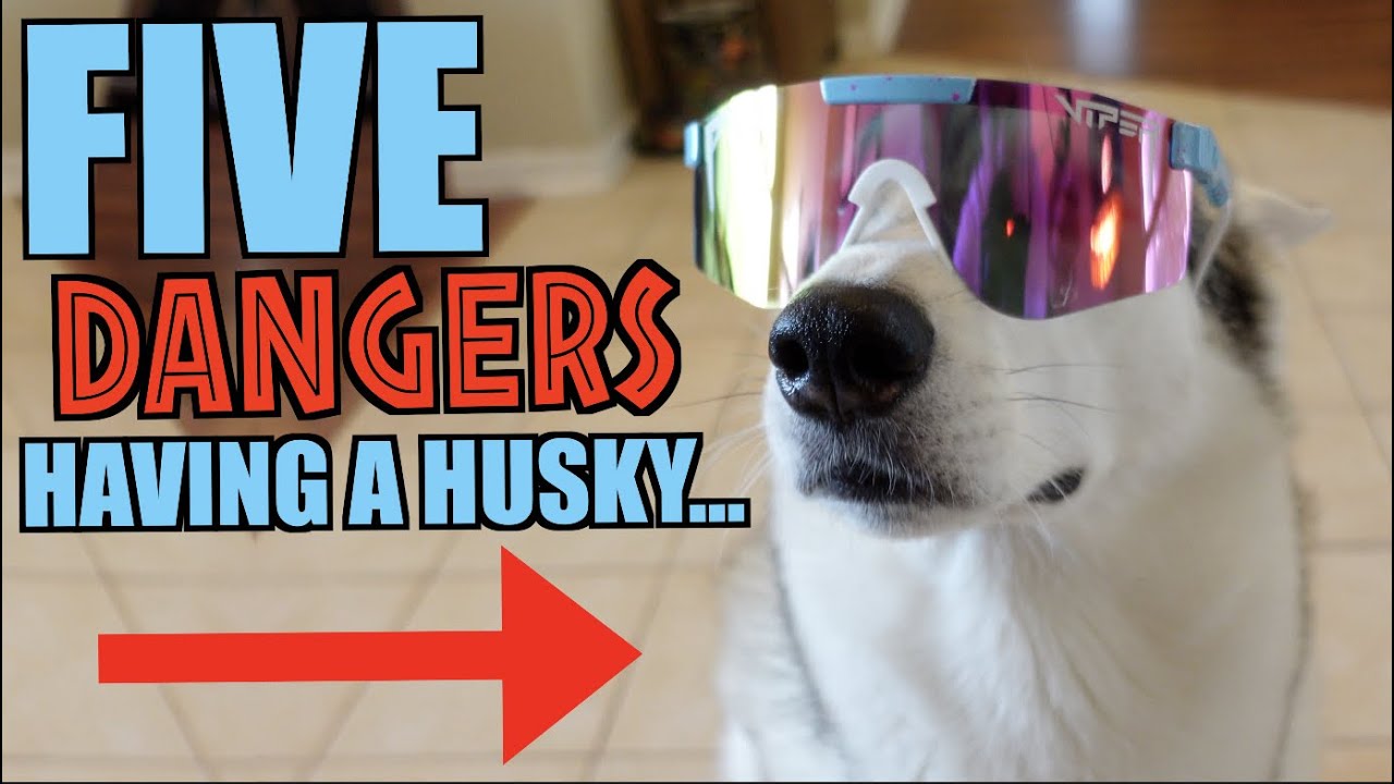 The 5 Dangers Of Owning A Siberian Husky...