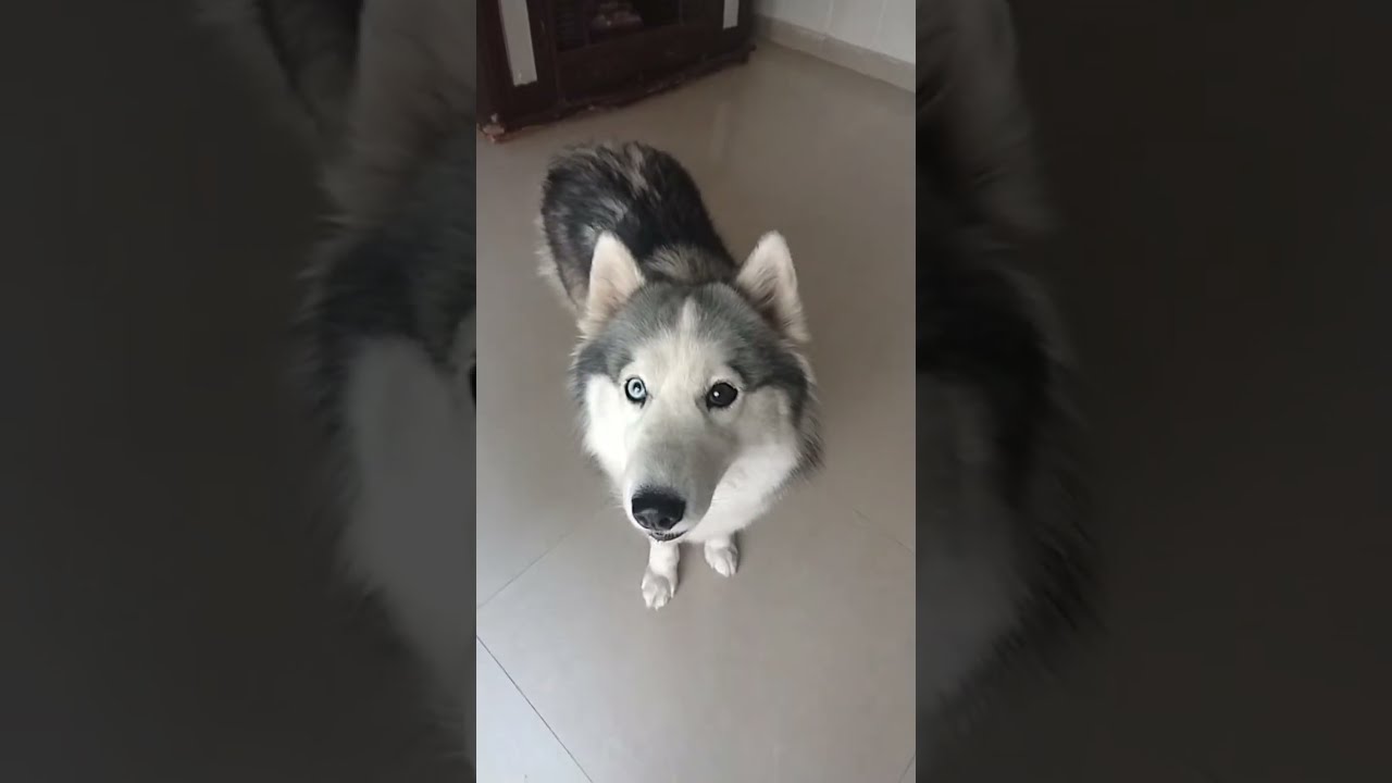Clam Husky is live | #husky #pets #lifeisbutadream #huskylife 