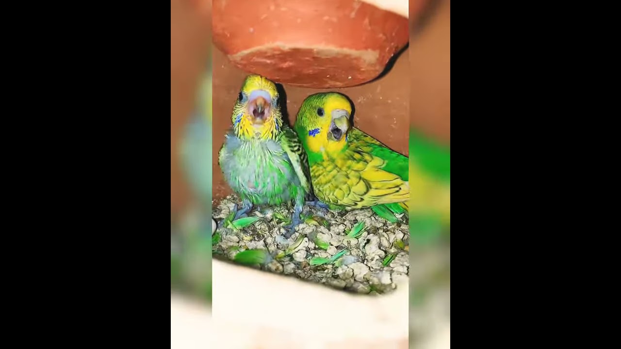 Baby Budgie (parakeet) screaming for first time