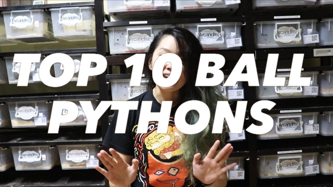 TOP 10 2021 Arcandrez Ball Pythons