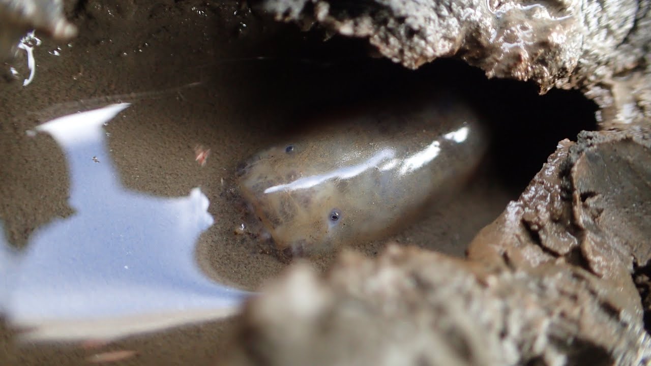 泥干潟の中から凄まじい生き物を掘り出してしまった！！！