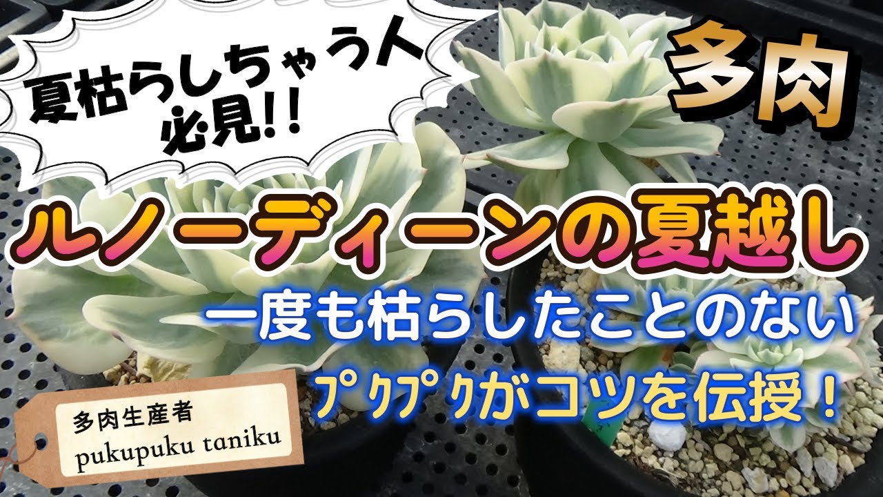 夏枯らす人必見！！「ルノーディーン」の夏越しのコツを伝授！　　多肉生産者「pukupuku taniku」