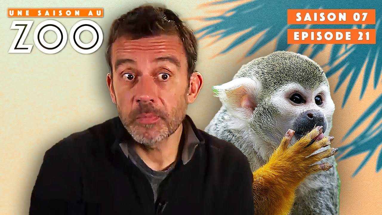 Cyril soigne un Saïmiri après une Bagarre | S07EP21 | Émission Intégrale | Une Saison Au Zoo