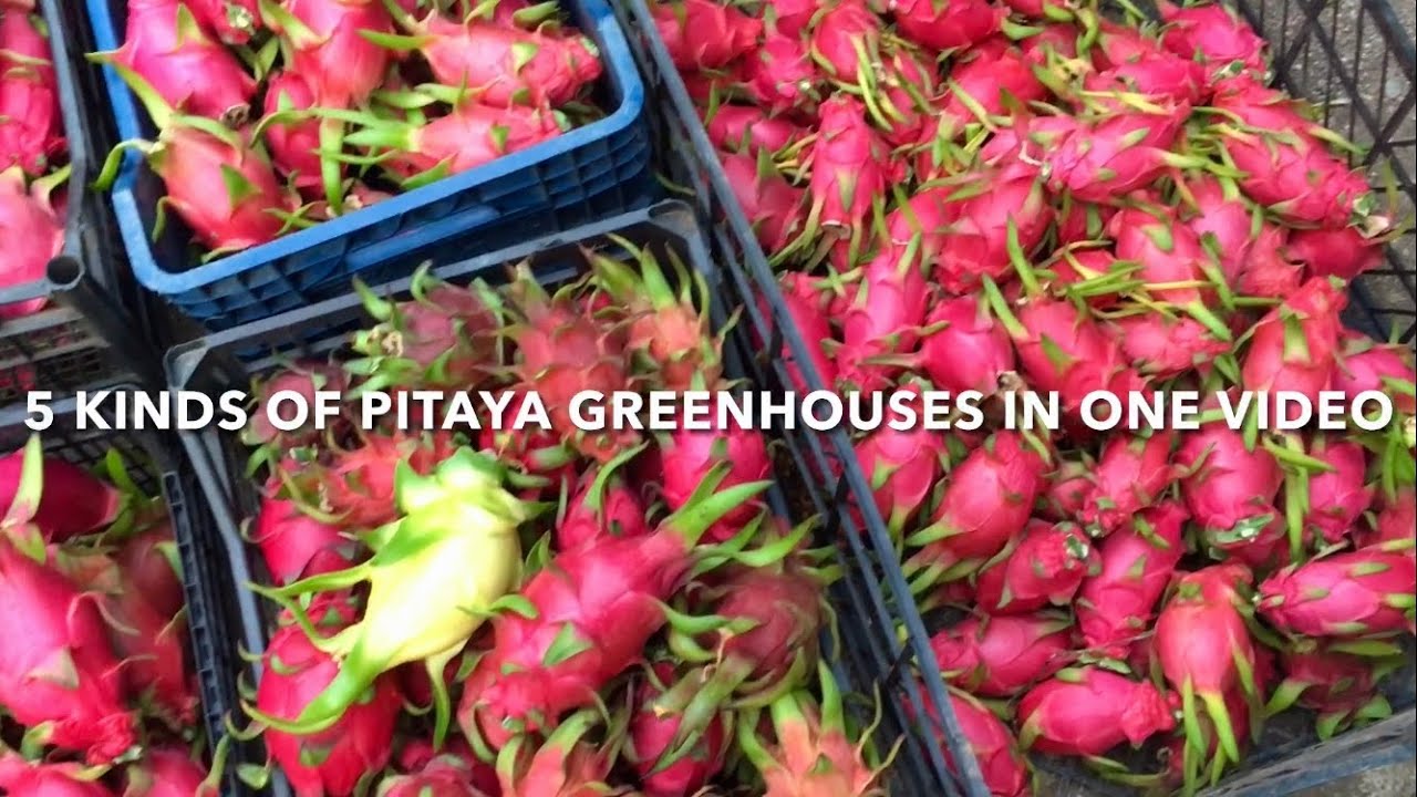 5 Kinds Of Dragon Fruit Garden in Antalya / Turkey (Turkiye) #pitaya