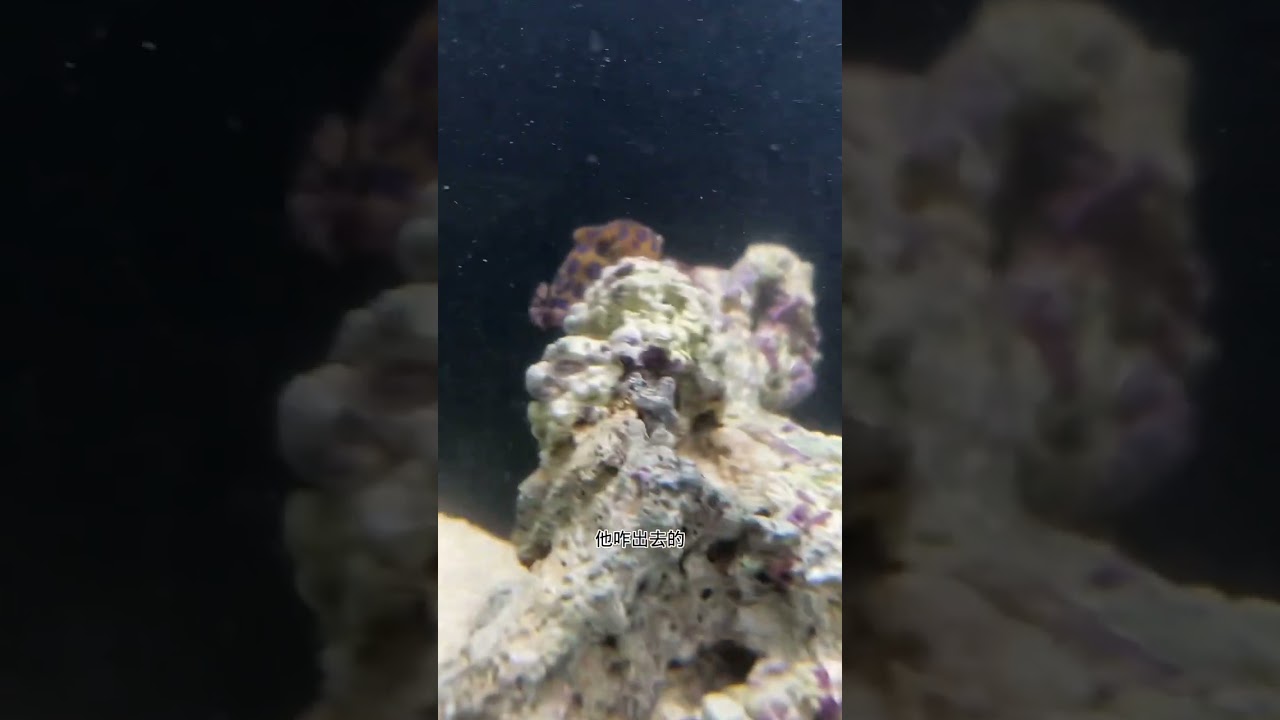 蓝环章鱼现在搞得我很没有安全感！