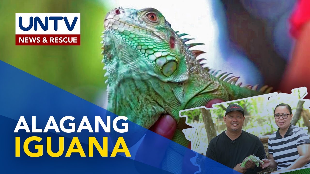 Kilalanin si Biboy, isang ‘green iguana’ | Pet Talk