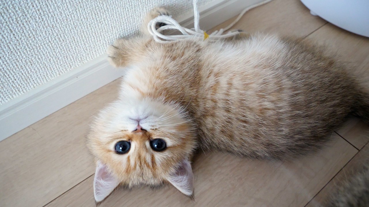 Cute kitten so relaxed it gets stepped on...