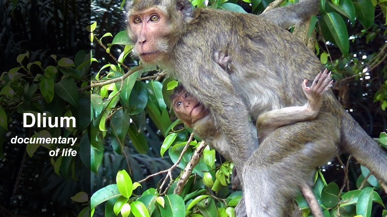 Crab-eating macaque (Macaca fascicularis) - part 1