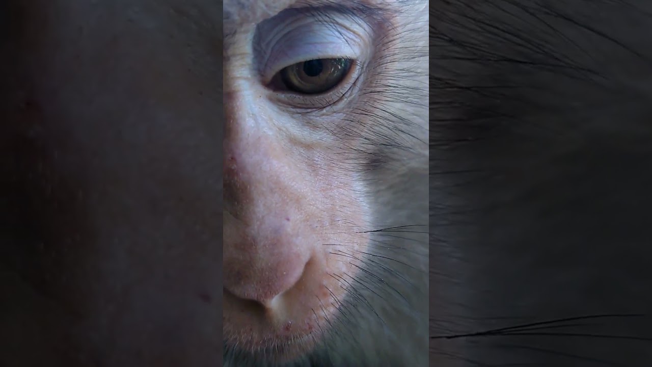 Monkey Active Face show ability post up line.  #shorts