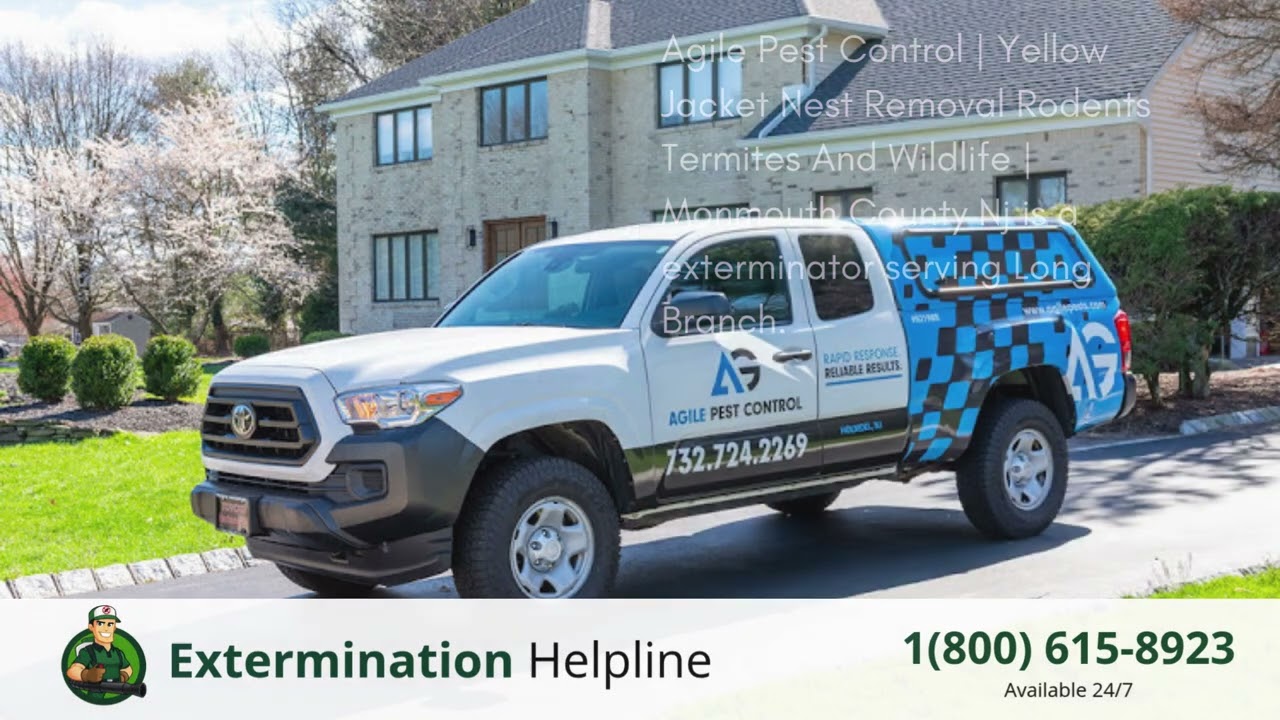 Top 3 Exterminators in Long Branch