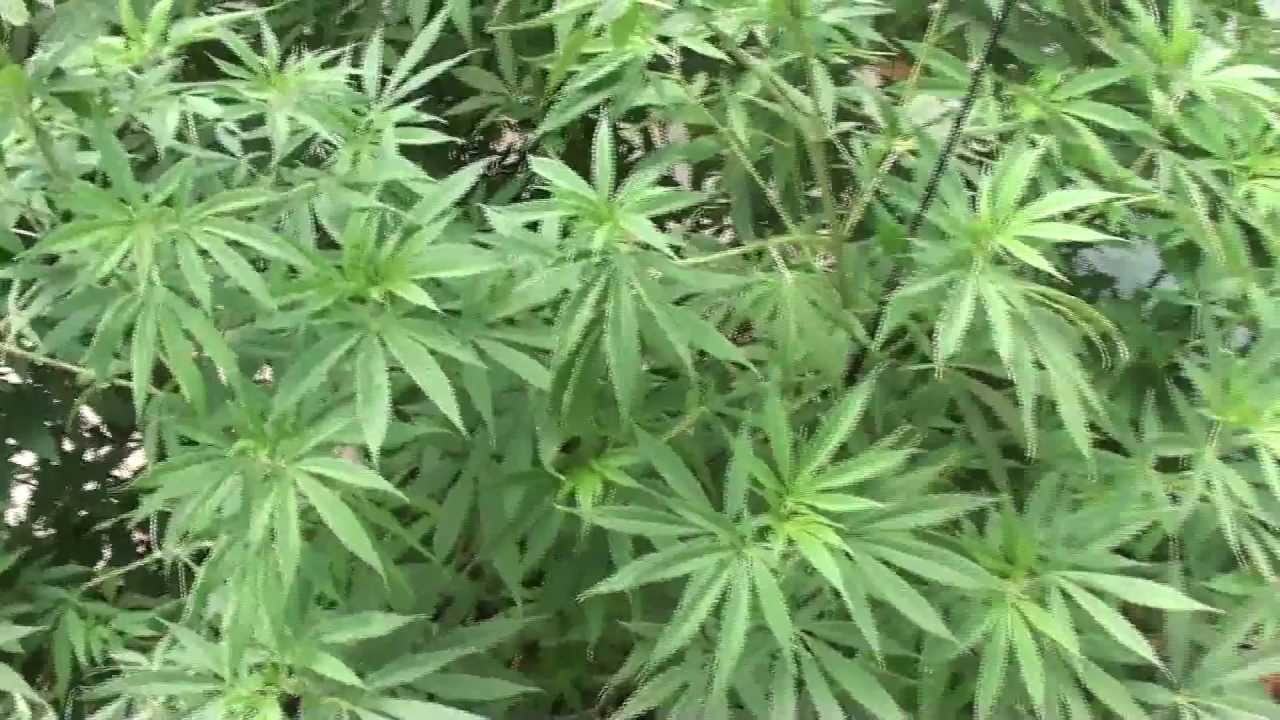 Cali MMJ Patient Grow - Mixed Strain Greenhouse
