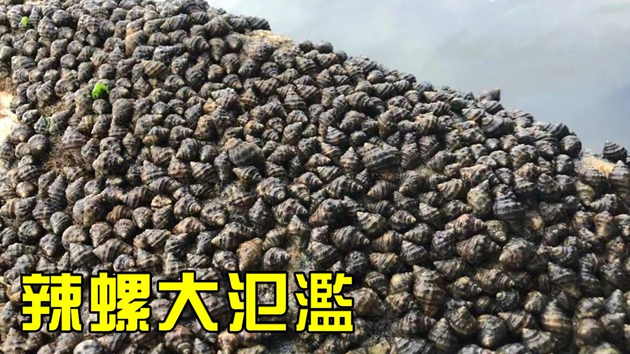 【猛貨合集】小漁半夜趕海，遇見滿地辣螺氾濫！一抓一把直接装满桶！【漁小仙】