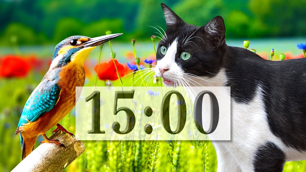 【15 MIN BIRDS VIDEO】Videos for Cats to Watch | Countdon Timer and Calming Music  - Cat TV Bird Watch