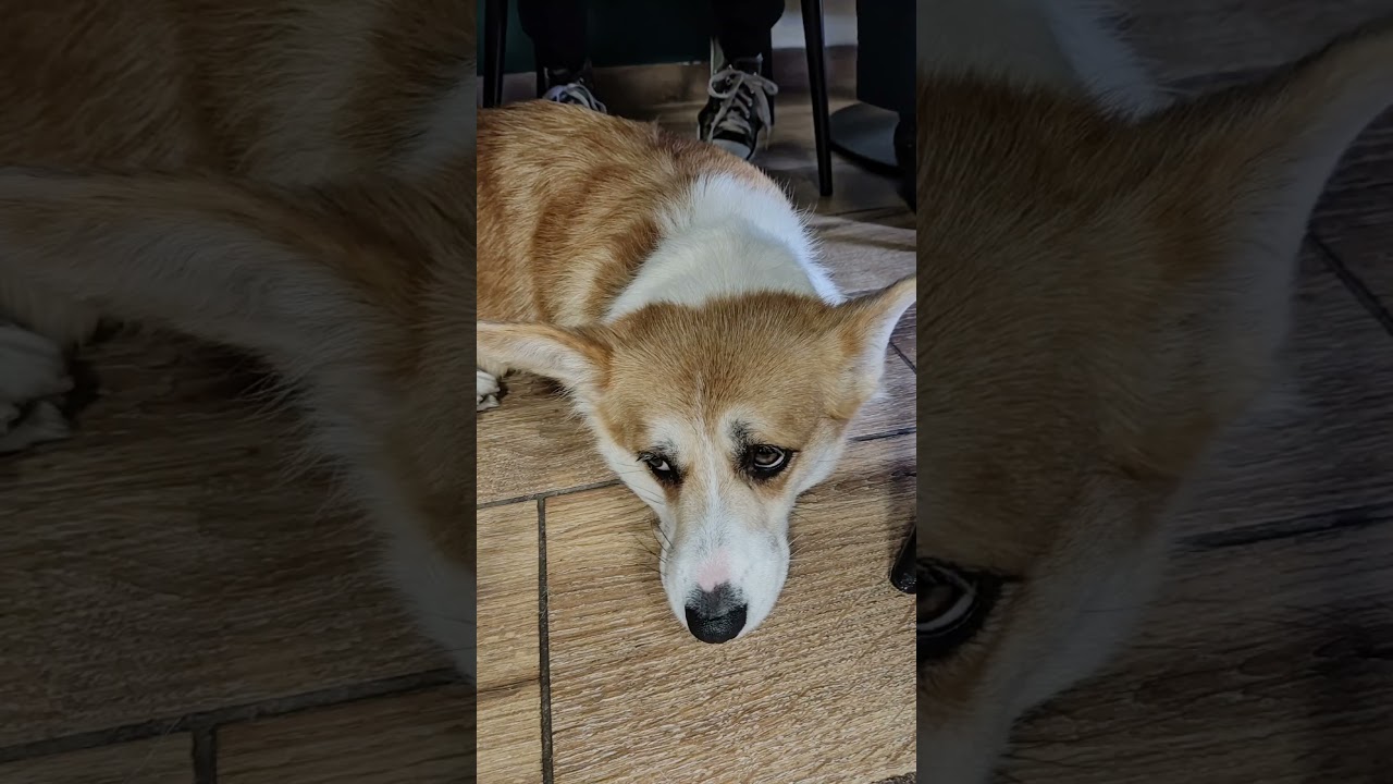 Corgi barista ? Kawiarnia w kt&oacute;rej rządzą Corgi