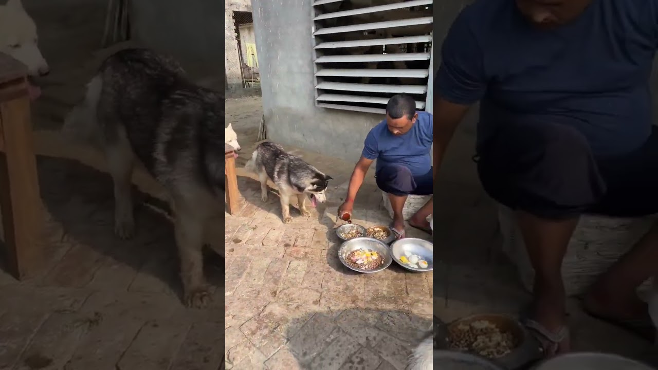 #dog #food #husky #cyberia #india #egg
