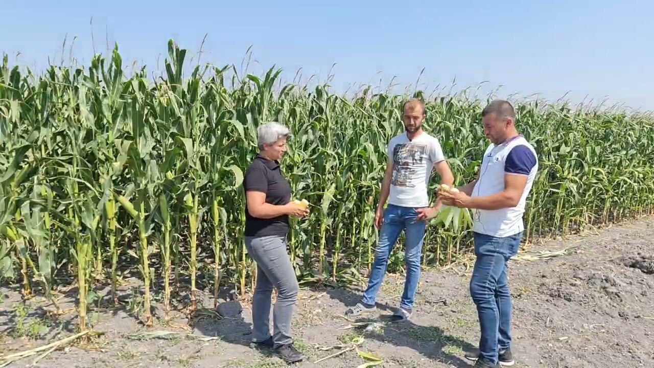 M18G88 Mısır tohumumuzu kullanan Sedat Bey anlatıyor...