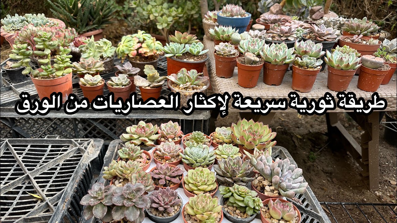 طريقة ثورية سريعة لإكثار العصاريات من الورق ( الجزء الأول ) Revolutionary way of leaf propagation