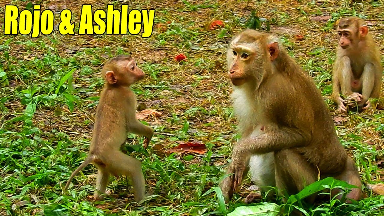 New Abandon ROJO & Ashley! Rojo Was H-appy To See B-ig Warrior Ashley To Control Them.