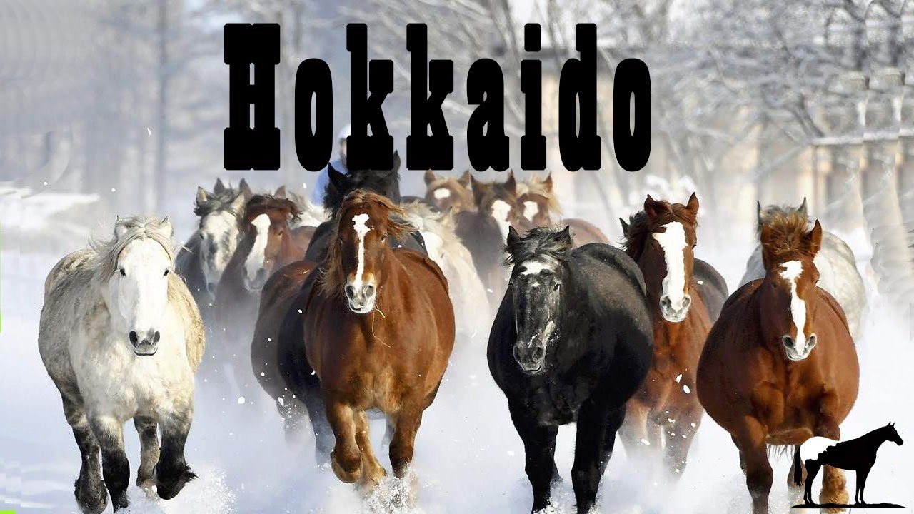 Japón Y Sus Caballos Extremos 🐴-Del Cerro Soy