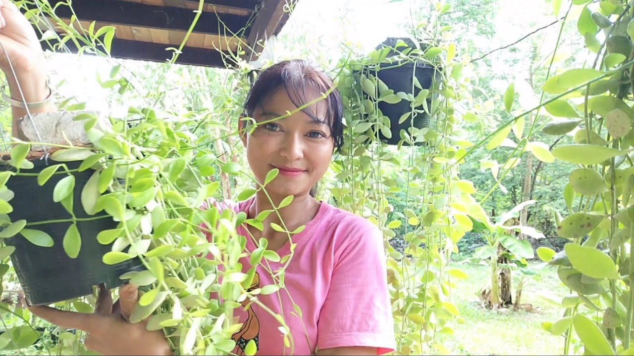 ปลูกเดฟให้เขียวงาม