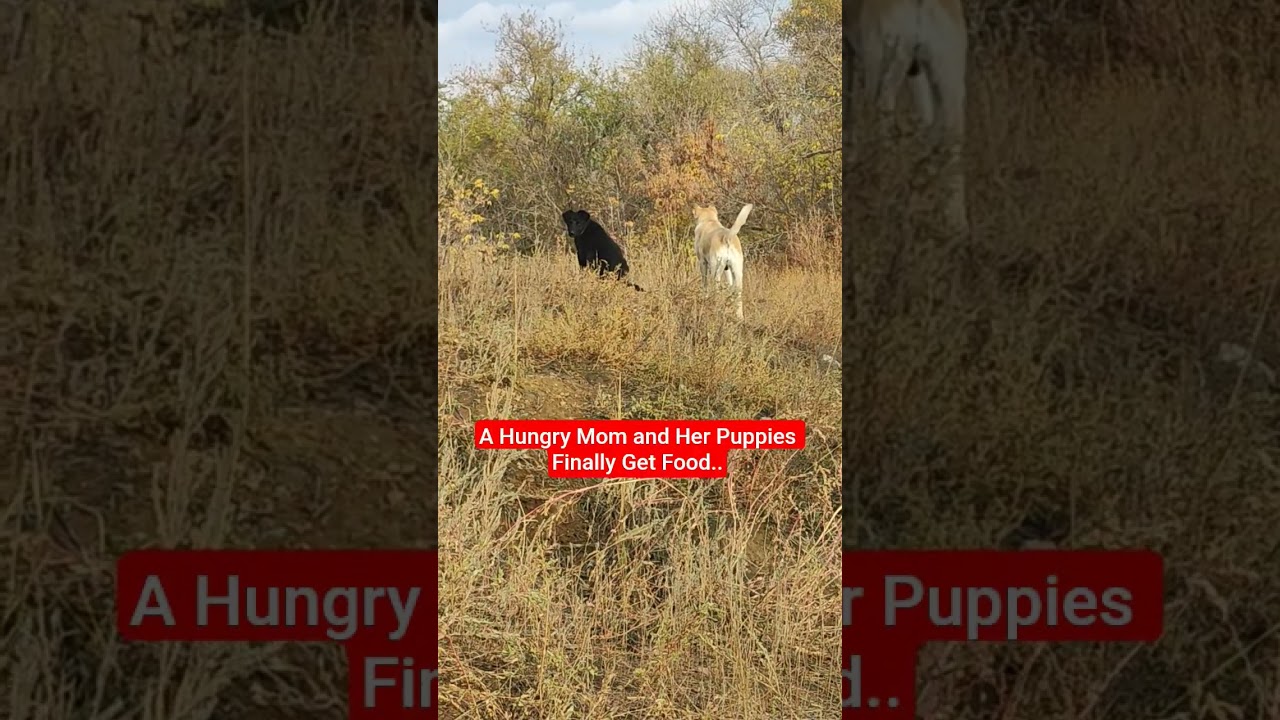A Hungry Mom and Her Puppies Finally Get Food 