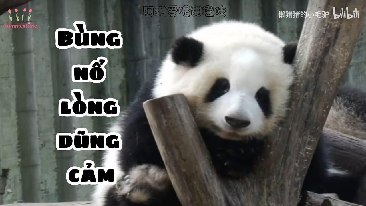 [Vietsub | Cò Le BGM] Bùng nổ lòng dũng cảm - Nhạc thiếu nhi Bối Lạc Hổ | 勇气大爆发 - 貝樂虎兒歌